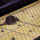 Illustration for article titled New York City Rat Ferried to the Afterlife in a Nike Sneaker